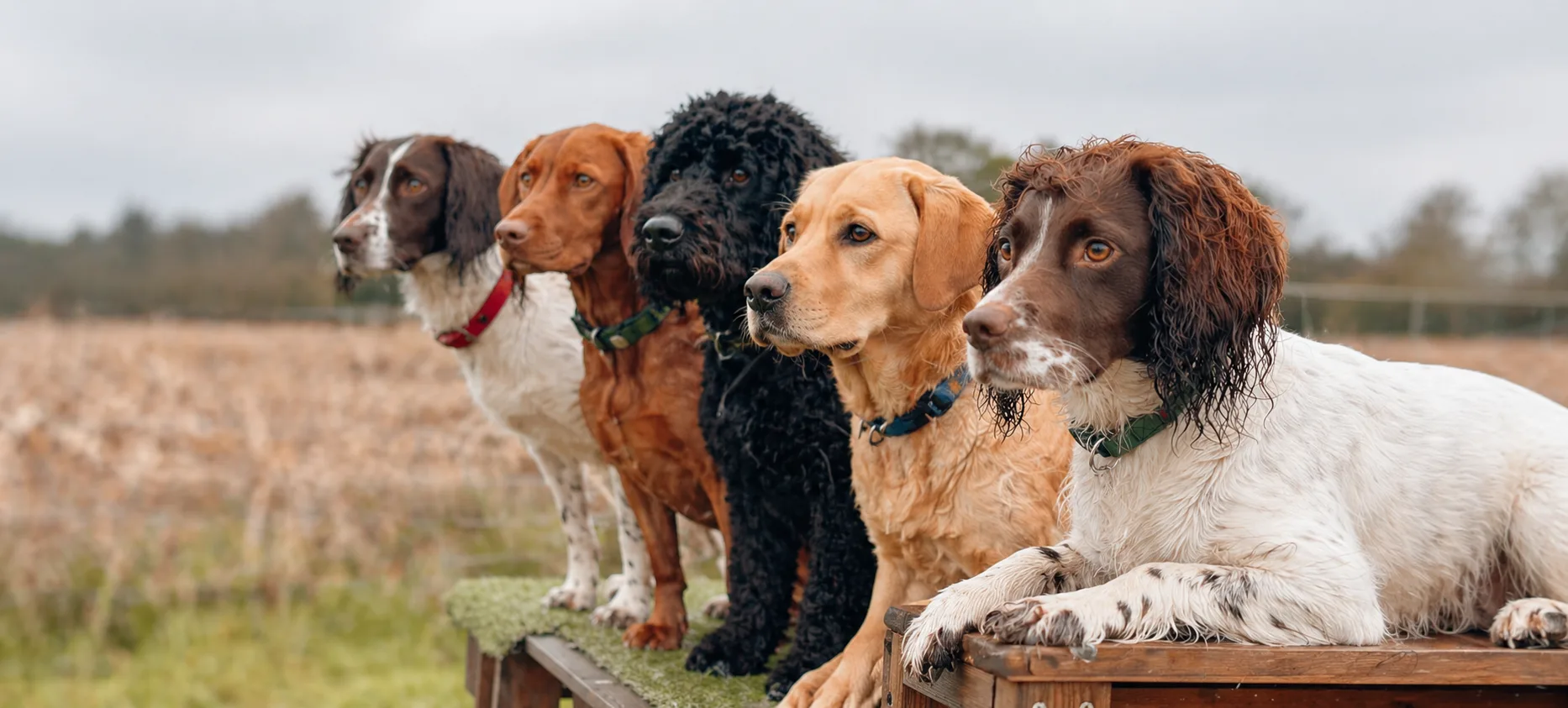 Swaggy Tailz
-
Pet Services
— local business hero